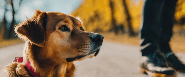 Quel budget prévoir pour adopter un chien ?