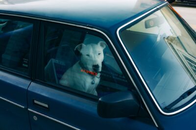 A white dog with a collar looks out the window of a vintage blue car parked outdoors.