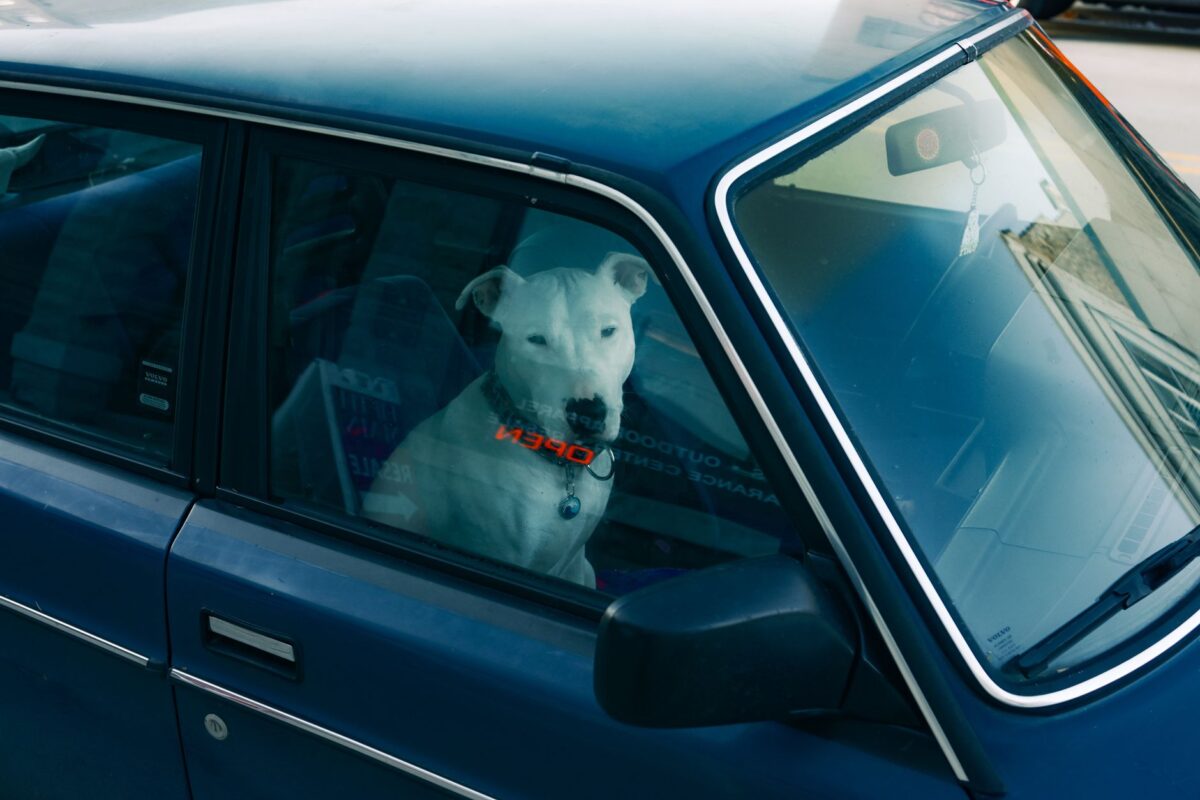 A white dog with a collar looks out the window of a vintage blue car parked outdoors.