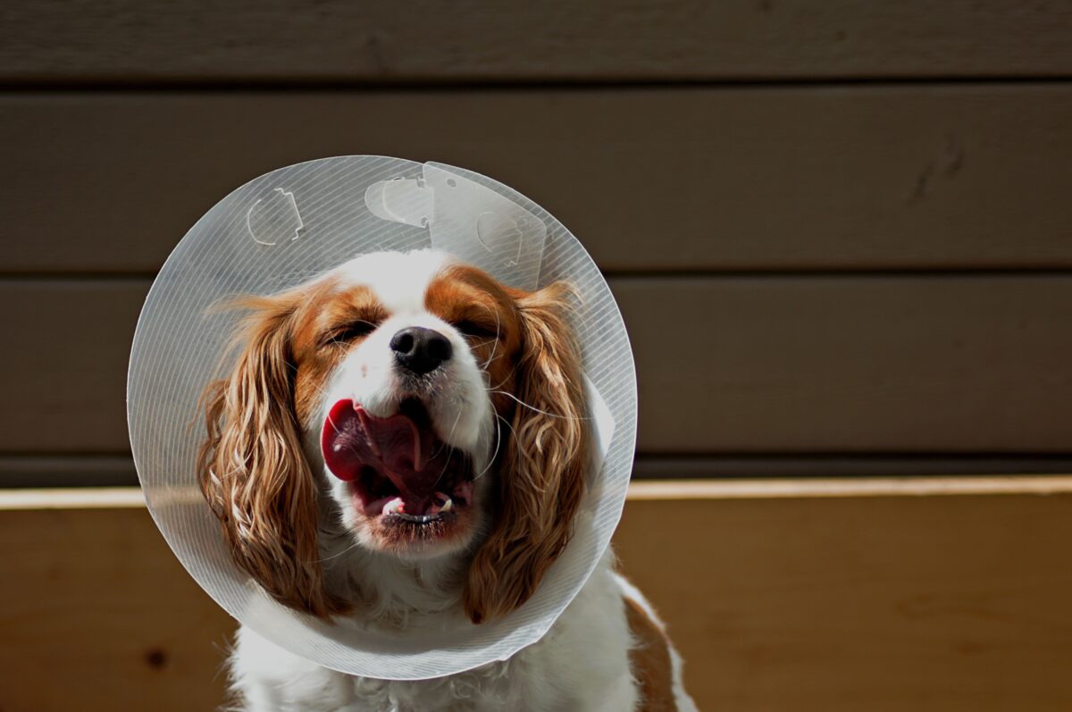 Collier antipuces du chien : y a-t-il vraiment un pesticide dangereux dedans ?