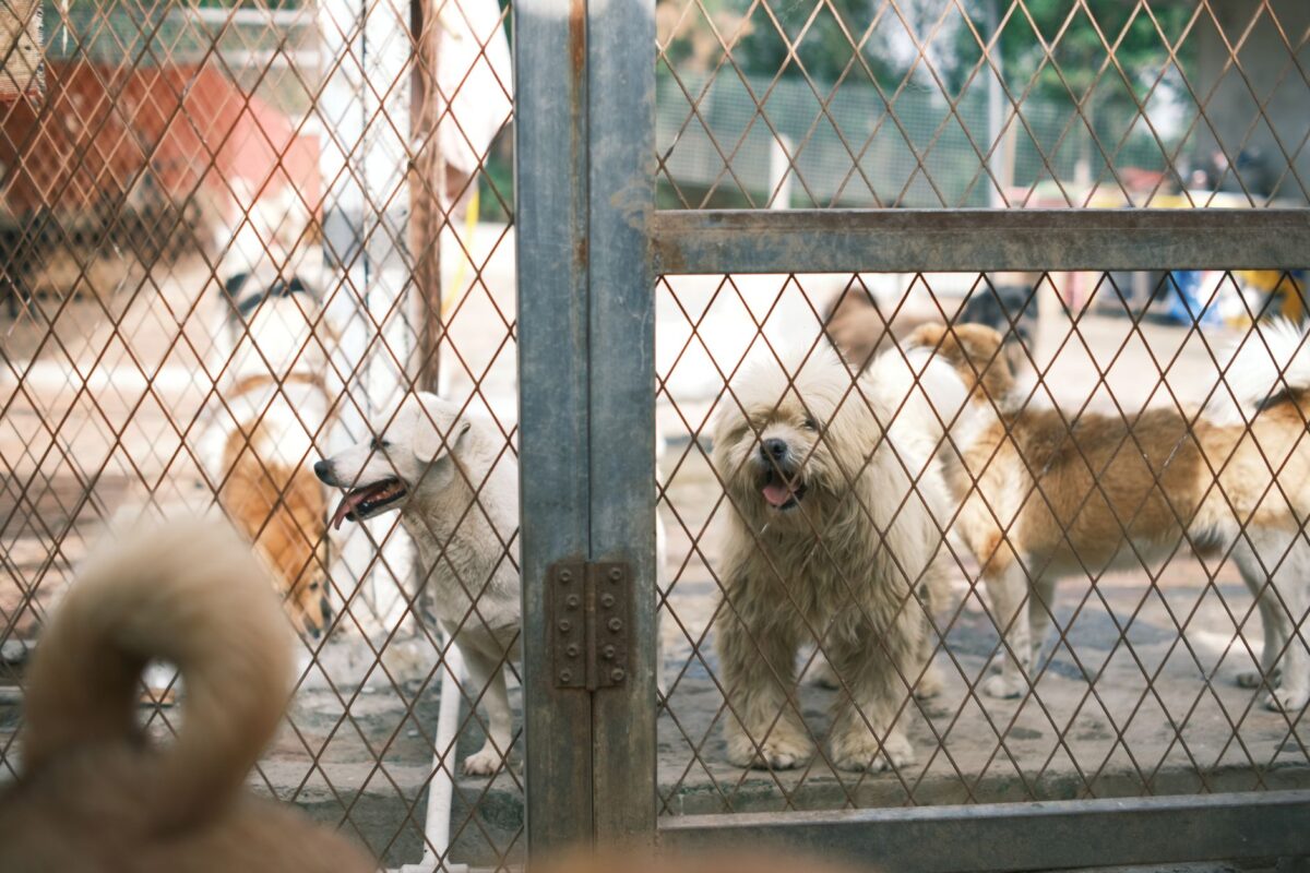 SPA Dieppoise : Rider, le chien abandonné à Dieppe, n’a pas survécu — ce que dit la loi