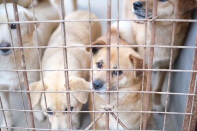 Journée mondiale des animaux : pourquoi le 4 octobre et que faire, concrètement, pour votre chien
